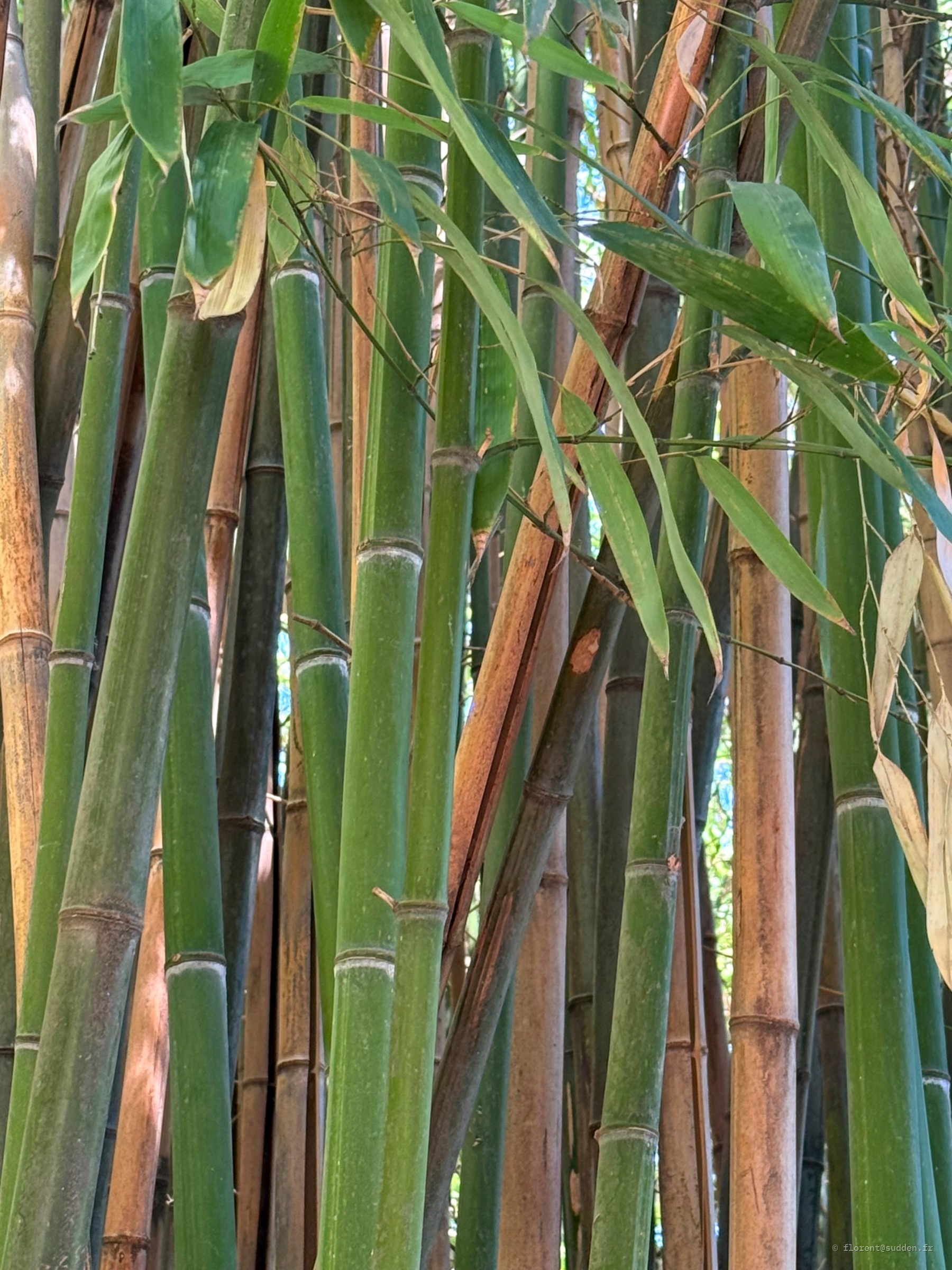 Bambou, Jardin botanique Vienne