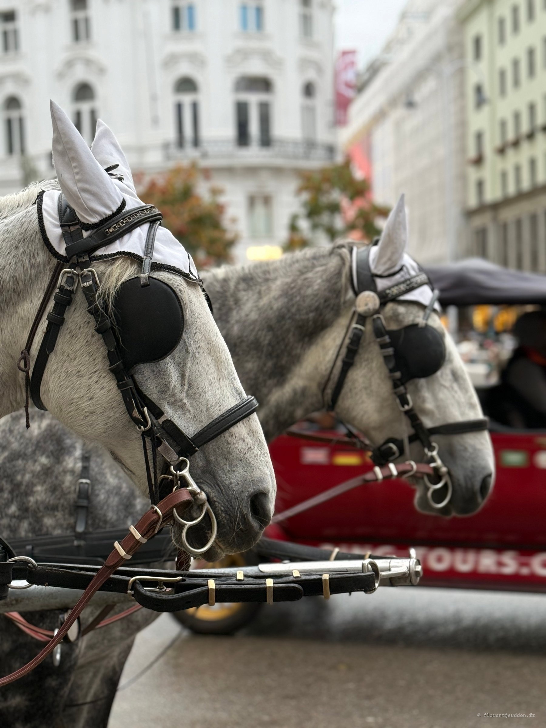 Fiacre sur la Stephansplatz à Vienne 